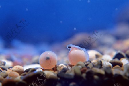 水海底水底鱼卵卵净水工业鱼图片