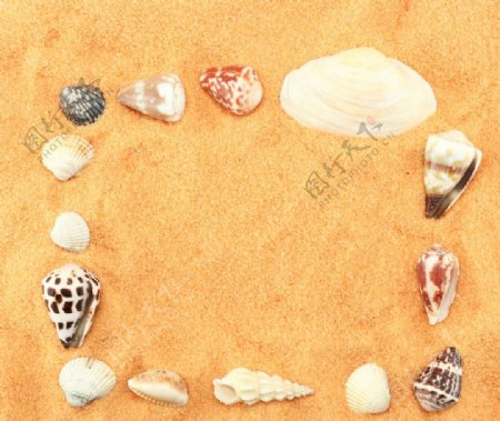沙滩海洋生物图片