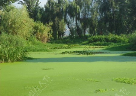 绿色水藻图片