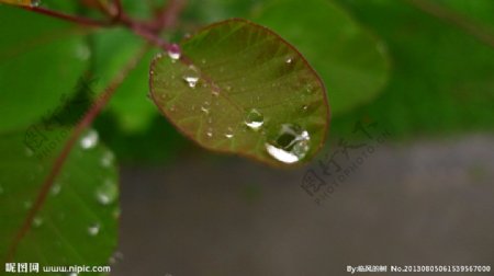 闫玫的雨滴图片