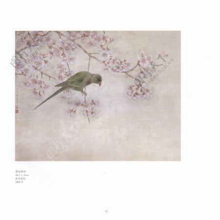 樱花鹦鹉图片