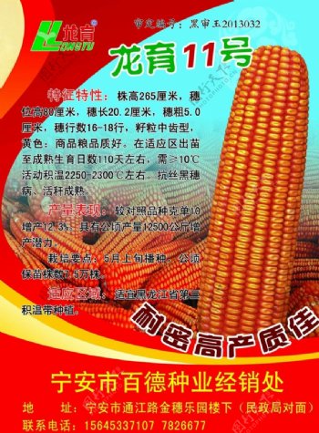 玉米16K宣传单图片