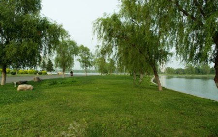 莲花湖边绿草地图片