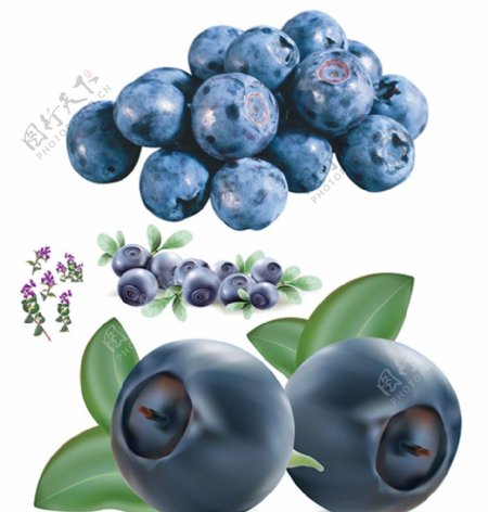 蓝莓素材图片