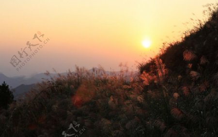 夕阳斜照山芦苇图片