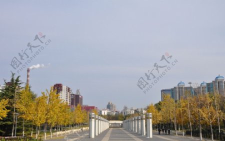 奥体中心银杏风景图片