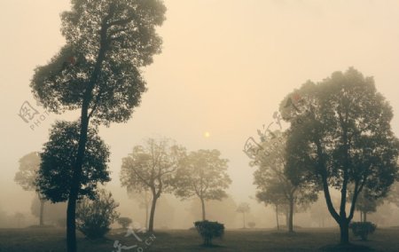晨雾草坪图片