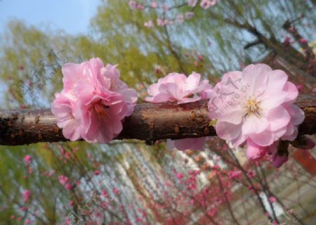 榆叶梅花图片