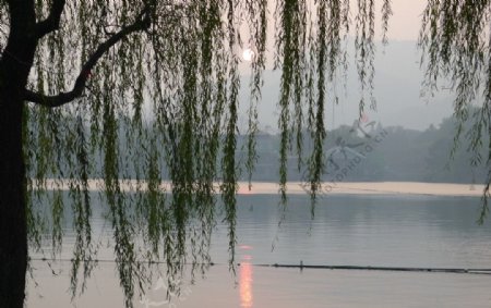 西湖垂柳夕阳图片