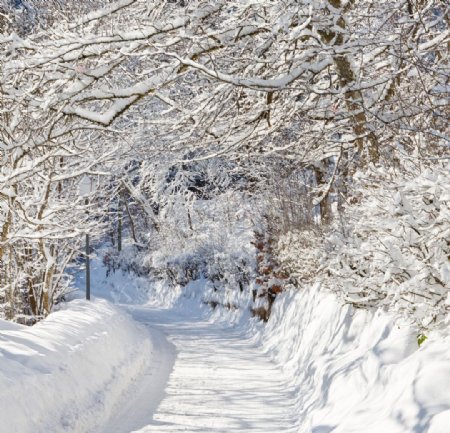小路冬季雪景图片