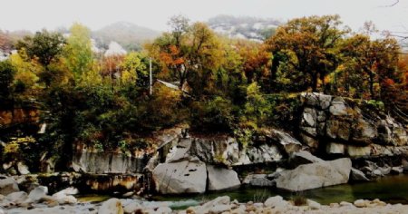 石河边的秋林图片