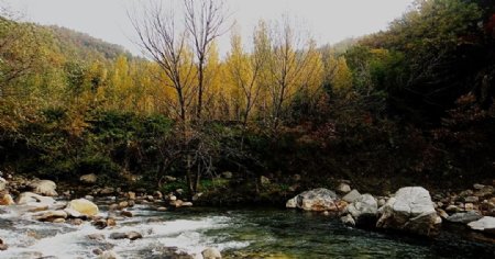 河边的秋林图片