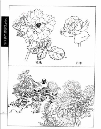 工笔画线描百花画谱月季玫瑰图片