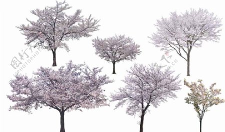 樱花花树图片