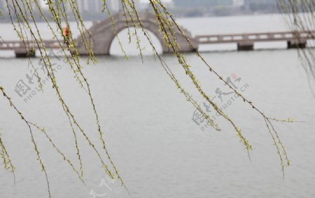 瓜渚湖春天图片