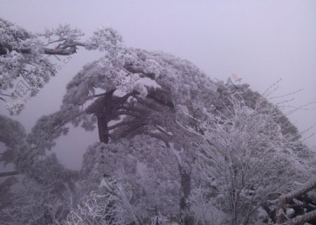 高山雪松图片