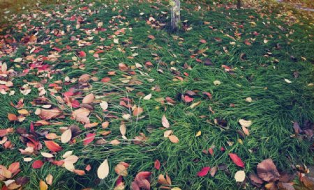 落叶缤纷图片