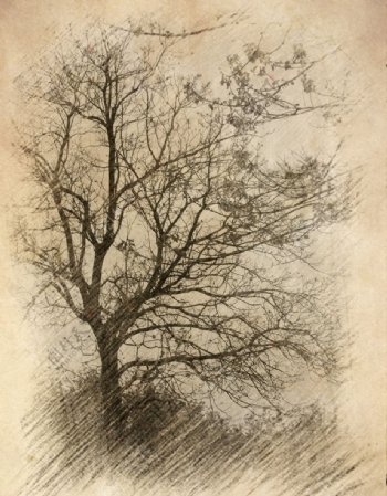 树木素描图片