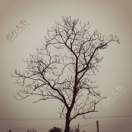 冬天的枯树图片