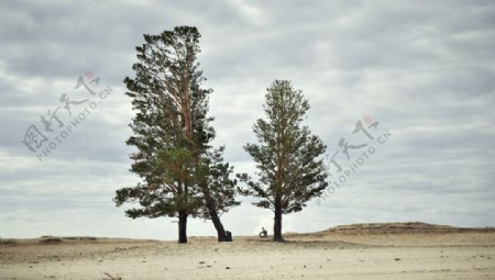 荒漠中的树图片