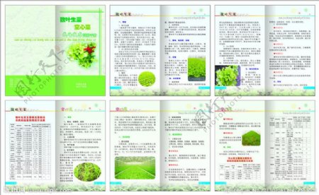 散叶生菜空心菜栽培技术简明手册图片