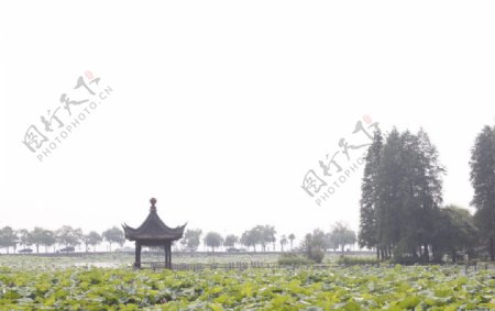 武汉东湖磨山荷花图片