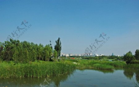 北京奥体森林公园沼泽地图片