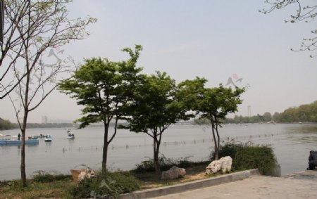 玄武湖畔的树图片