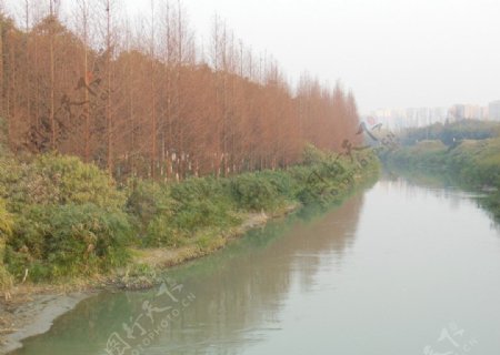 河水树林图片