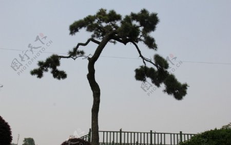 松树摄影图片