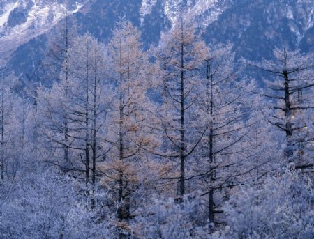 冬景山林图片