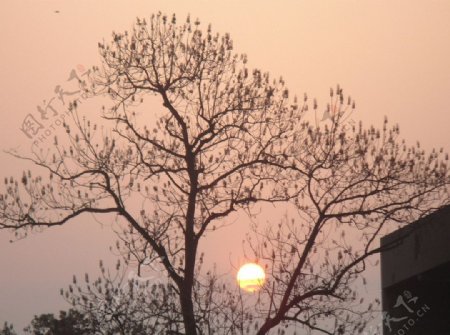 大树中的朝阳图片