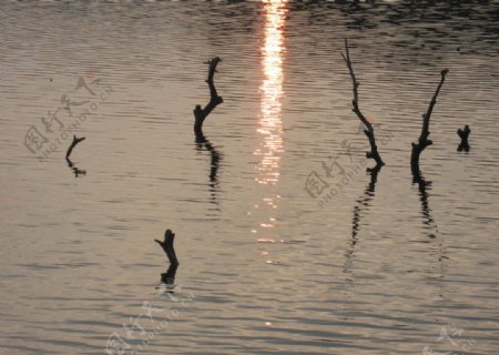水面夕阳图片