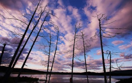 阿尔山杜鹃湖枯树图片