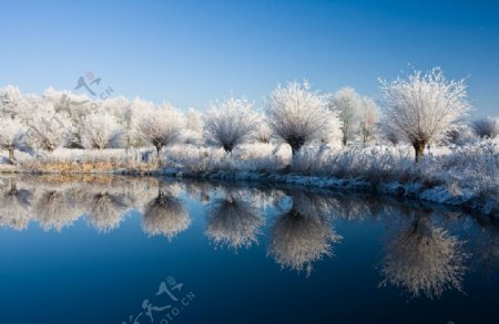 冬季湖边树木雪景图片