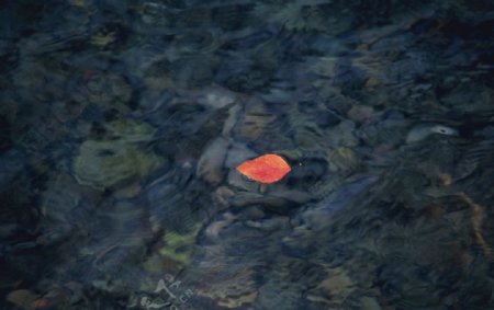 流水中的红叶图片
