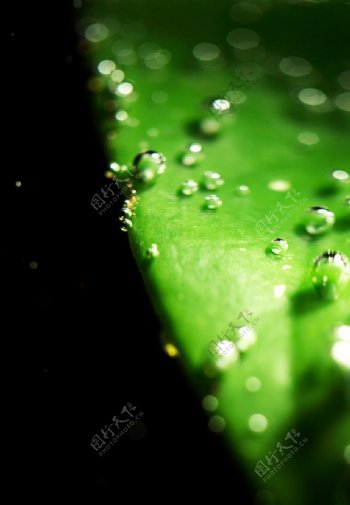 水泡与绿叶图片