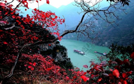 三峡红叶似彩霞图片