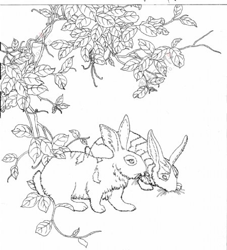 兔子白描画线稿图片