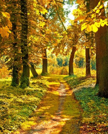 金黄色的秋天枫树林林间小路图片