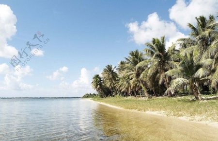 海边椰子树非高清图片