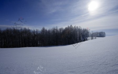 雪原和针叶树林图片
