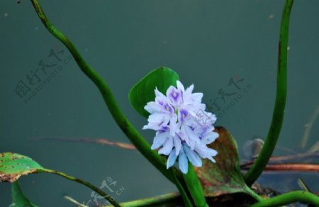 池塘的白花图片