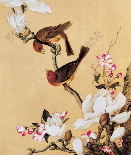 海棠玉兰图图片