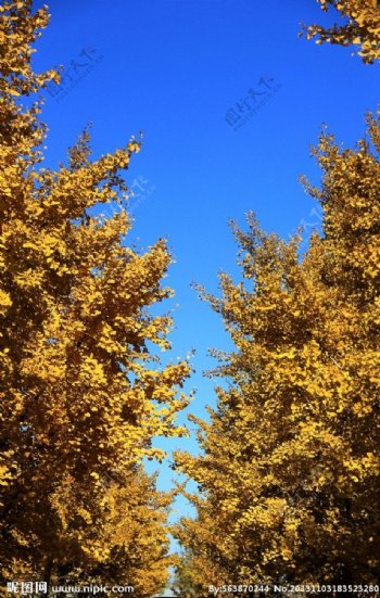 蓝天下的银杏树图片