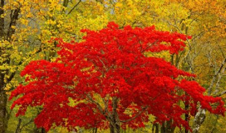 秋天公园美丽风景图片
