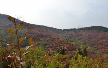 红叶谷的秋天图片