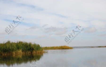 芦苇湖图片
