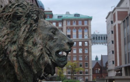 美国哥伦比亚大学狮子雕像图片