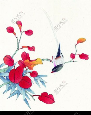 彩绘花鸟图片